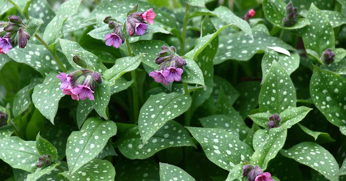 Image of Lungwort perennial plant that blooms all summer zone 6