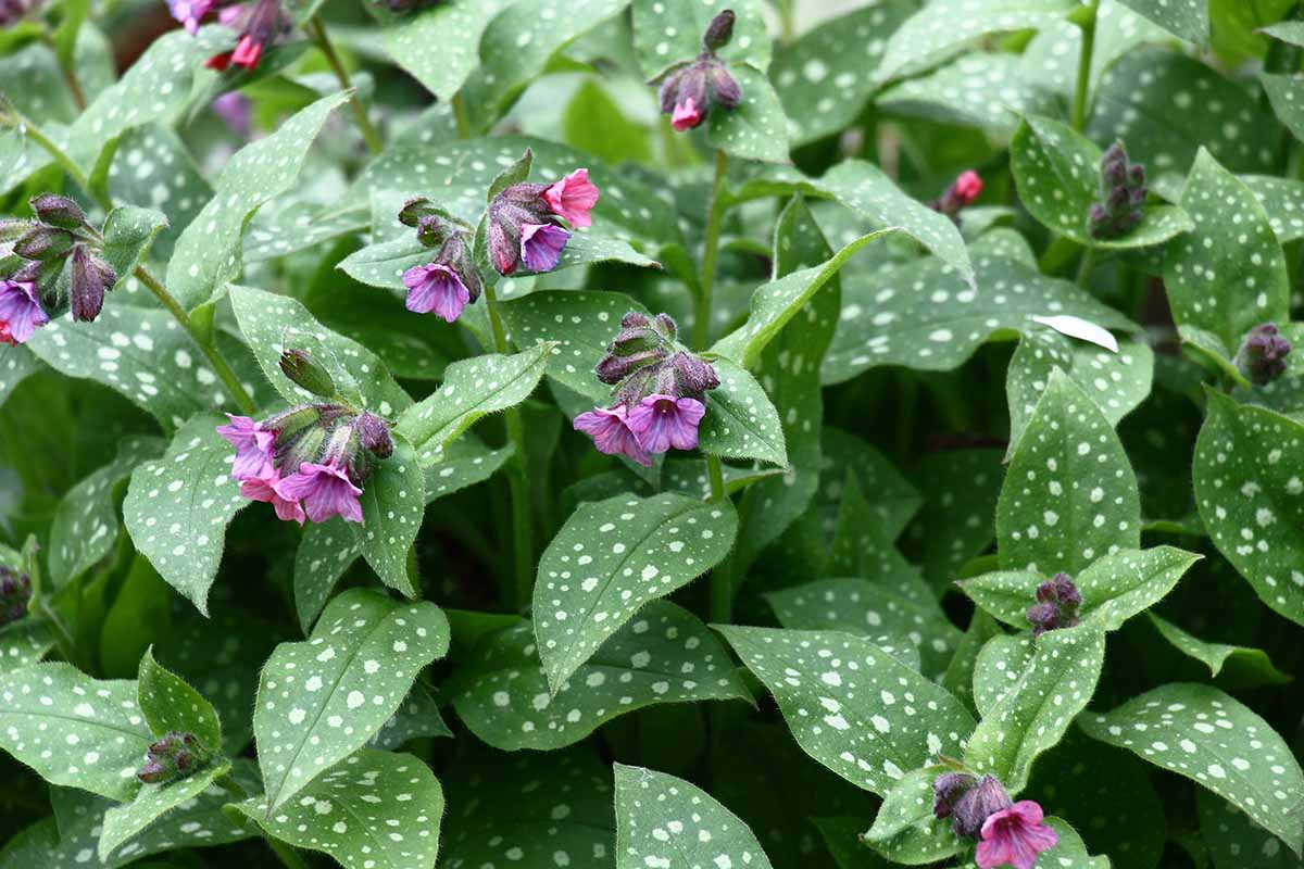 A close up horizontal image of Pulmonaria succharata aka lungwort growing in the garden.