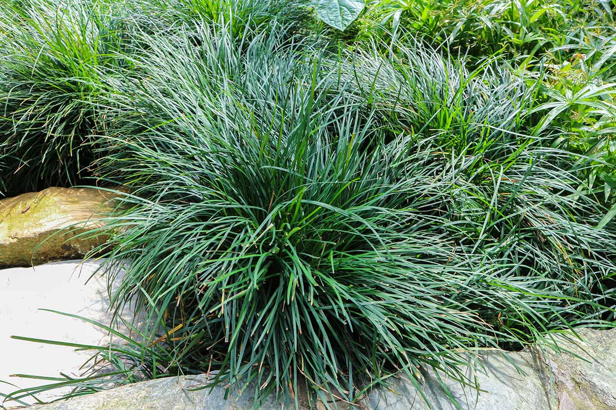 A close up horizontal image of green mondo grass (Ophiopogon japonicas) growing in a rocky spot in the garden.