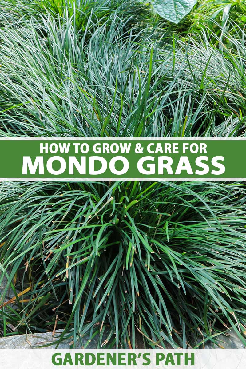 A close up vertical image of mondo grass (Ophiopogon) growing in the garden. To the center and bottom of the frame is green and white printed text.