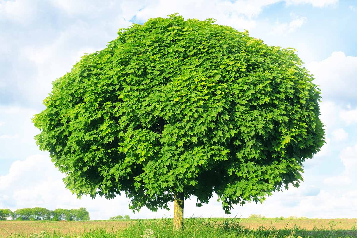 A horizontal image of a large, mature Noway maple (Acer platanoides) growing in a large field pictured on a blue sky background.