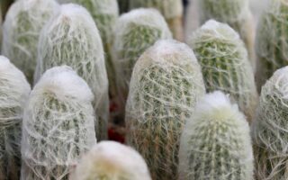 A close up horizontal image of old man cactus (Cephalocereus senilis) plants growing in pots.