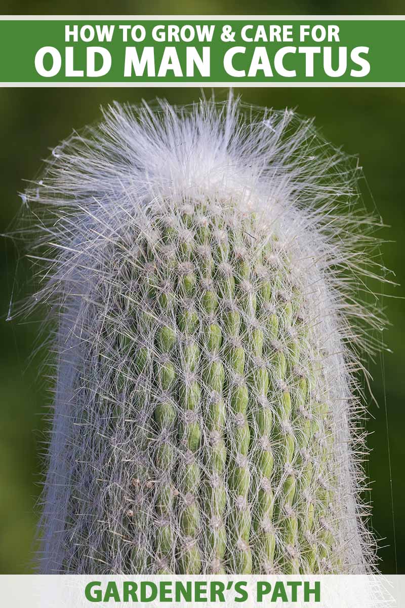 A close up vertical image of an old man cactus (Cephalocereus senilis) pictured on a soft focus background. To the top and bottom of the frame is green and white printed text.