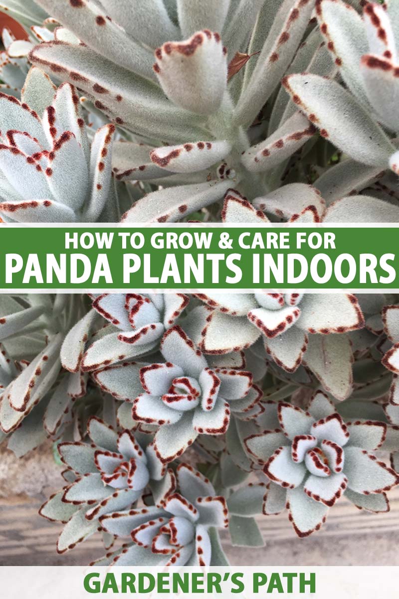 how to grow and care for panda plants indoors | gardener's path