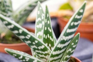 A close up horizontal image of a tiger aloe (Gonialoe variegata) houseplant pictured on a soft focus background.