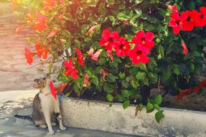 A close up horizontal image of a cat sniffing a tropical hibiscus plant that is growing in a raised bed garden.
