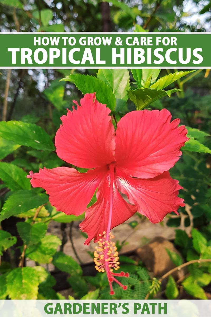 A close up vertical image of a red Hibiscus rosa-sinensis growing in the garden. To the top and bottom of the frame is green and white printed text.