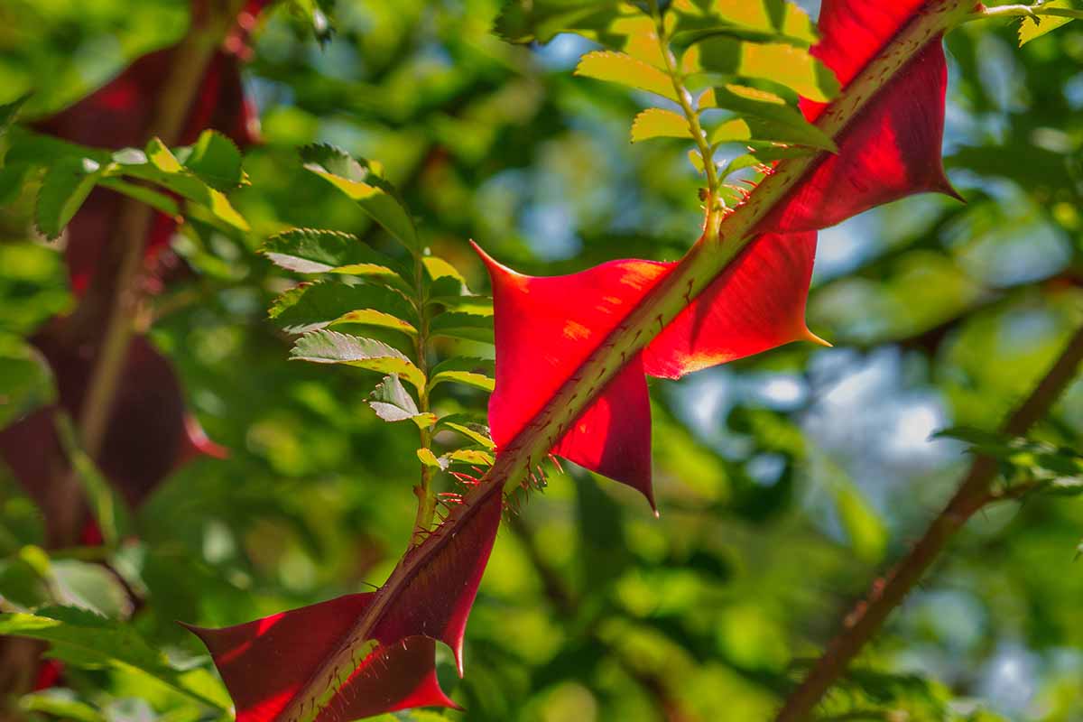 A close up horizontal image of the bright red spikes of the wingthorn roses pictured in bright sunshine on a soft focus background.