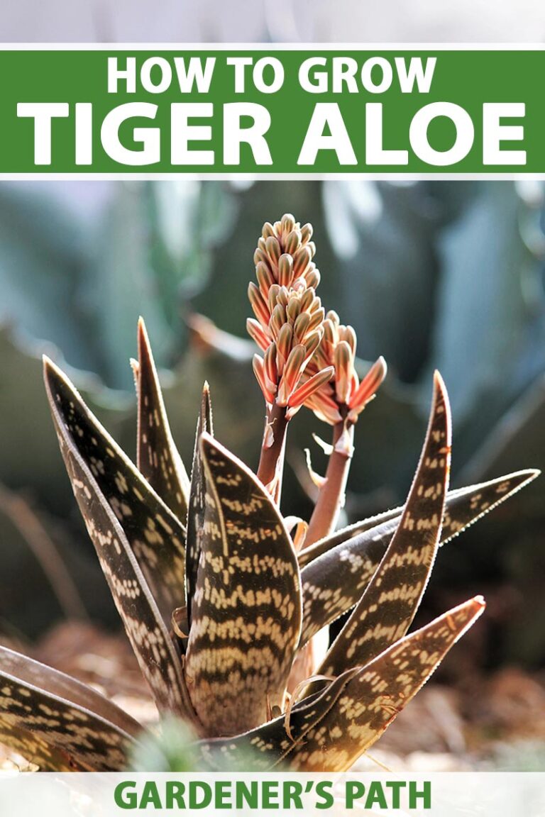 How To Grow And Care For Variegated Tiger Aloe Gardeners Path 3999