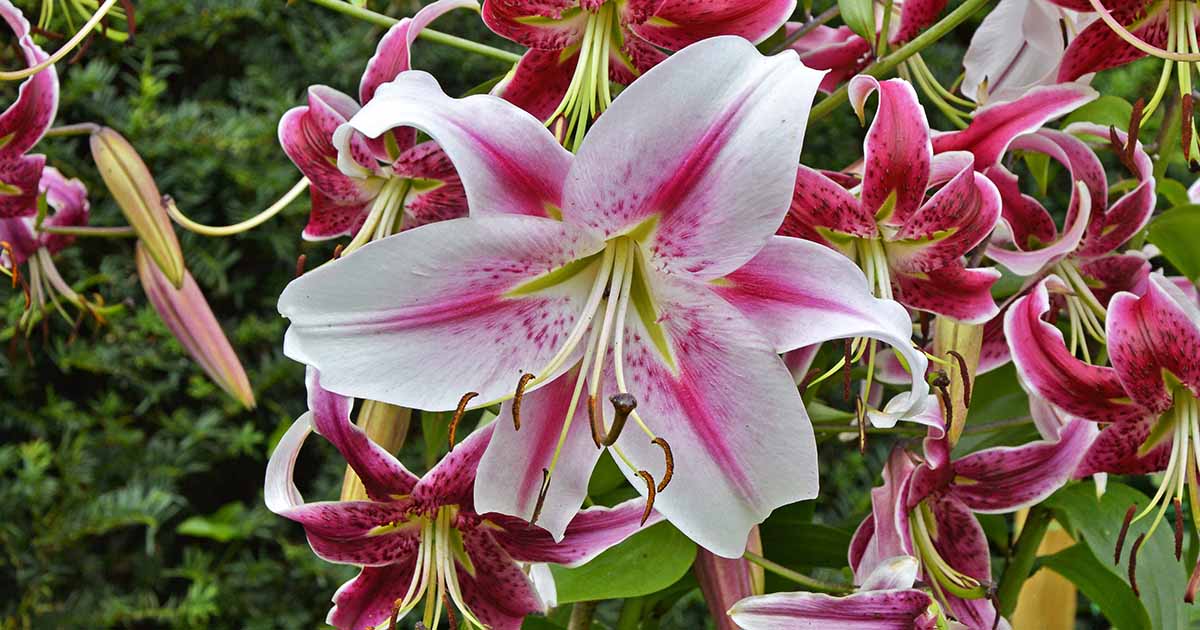 Giant Pink Tiger Lily – The Lily Pad Bulb Farm