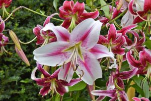 A close up horizontal image of pink and white oriental lilies growing in the summer garden pictured on a soft focus background.