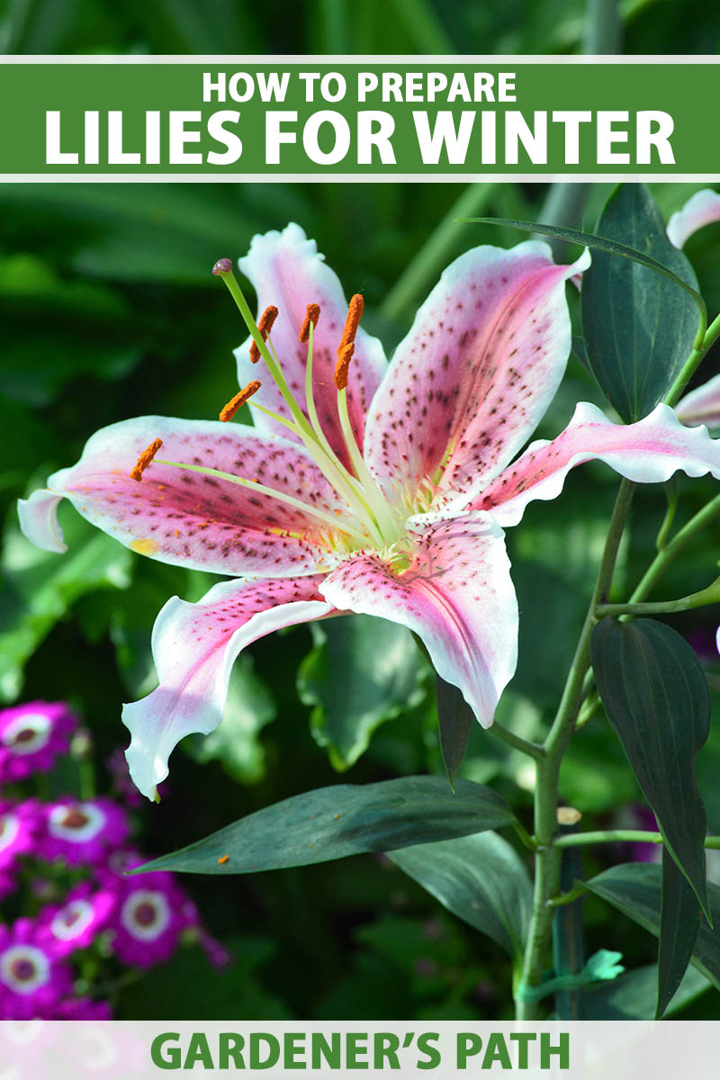 A close up vertical image of a pink and white lily flower growing in the summer garden pictured on a soft focus background. To the top and bottom of the frame is green and white printed text.