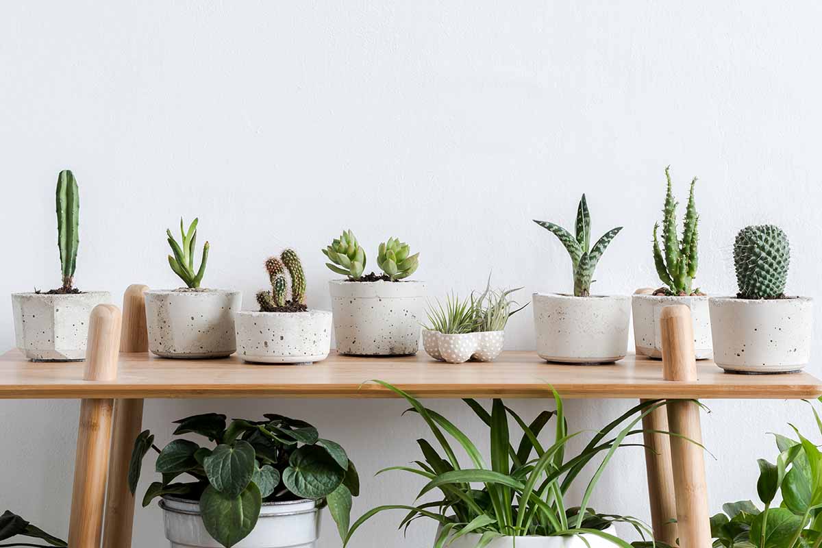 A horizontal image of a collection of succulents and cacti on a wooden table with a white wall in the background.