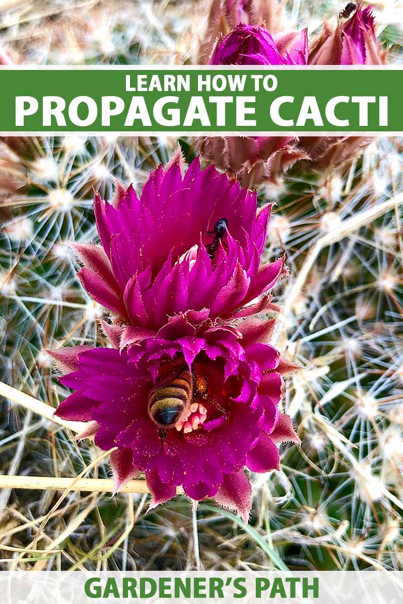 A close up vertical image of purple cactus flowers with bees feeding on pollen, pictured on a soft focus background. To the top and bottom of the frame is green and white printed text.