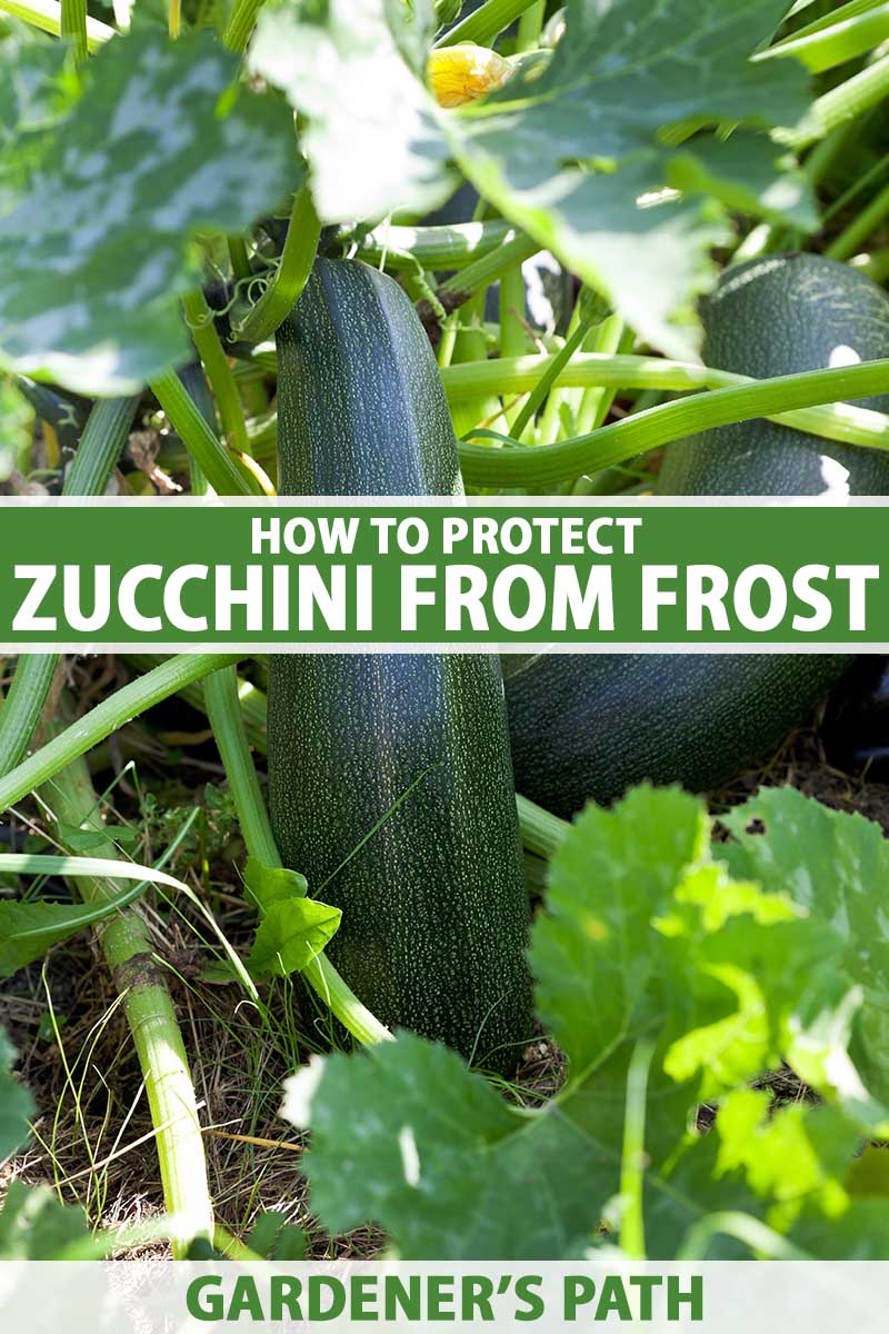 A close up vertical image of zucchini plants growing in the garden pictured in light filtered sunshine. To the center and bottom of the frame is green and white printed text.