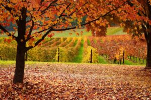 A horizontal image of maple trees with fall foliage dropping to the ground.