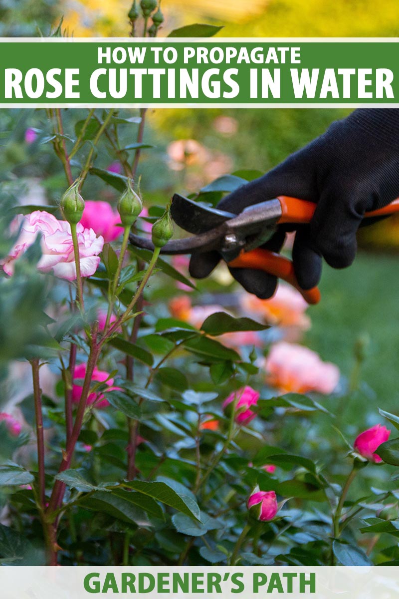 A close up vertical image of a hand from the right of the frame using a pair of shears to take a cutting from a rose shrub.