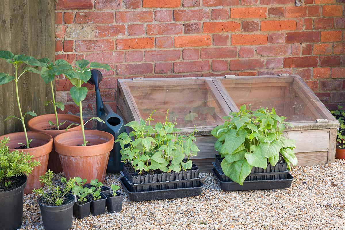 A close up horizontal image of a small wooden cold frame outside a brick residence surrounded by seedlings and potted plants.