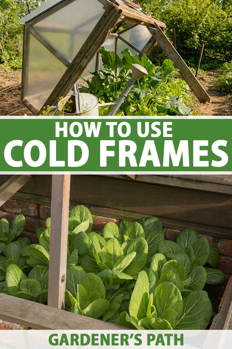 A vertical collage of two images: the top is a makeshift cold frame propped open, and the bottom is bok choy growing in a brick one. To the center and bottom of the frame is green and white printed text.