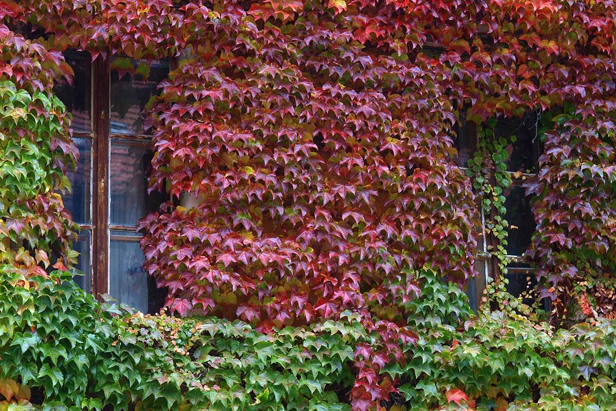 A horizontal image of a house covered in Boston ivy with the foliage turning red in fall.