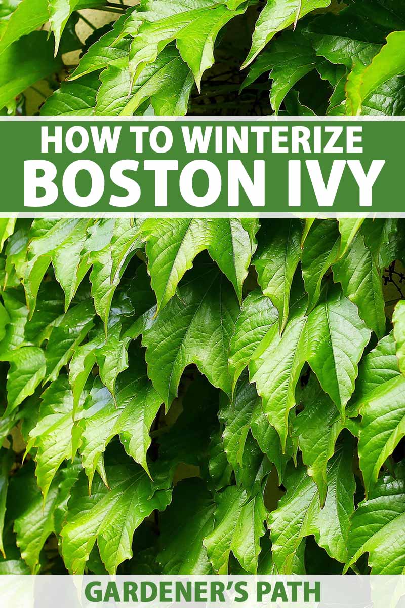A close up vertical image of the green foliage of Boston ivy.  To the top and bottom of the frame is green and white printed text.