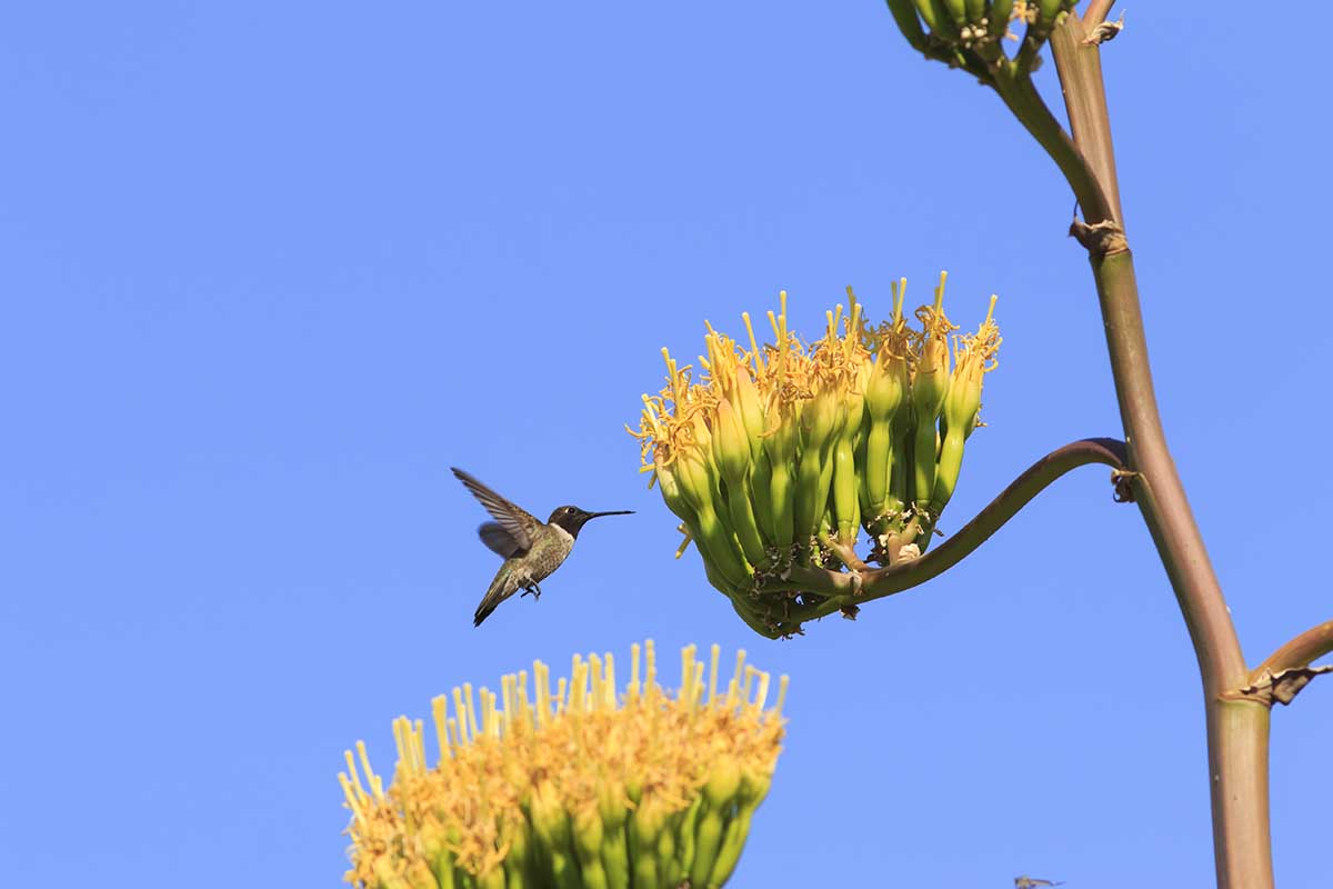 A close up horizontal image of a hummingbird feeding from yellow agave flowers pictured in bright sunshine on a blue sky background.