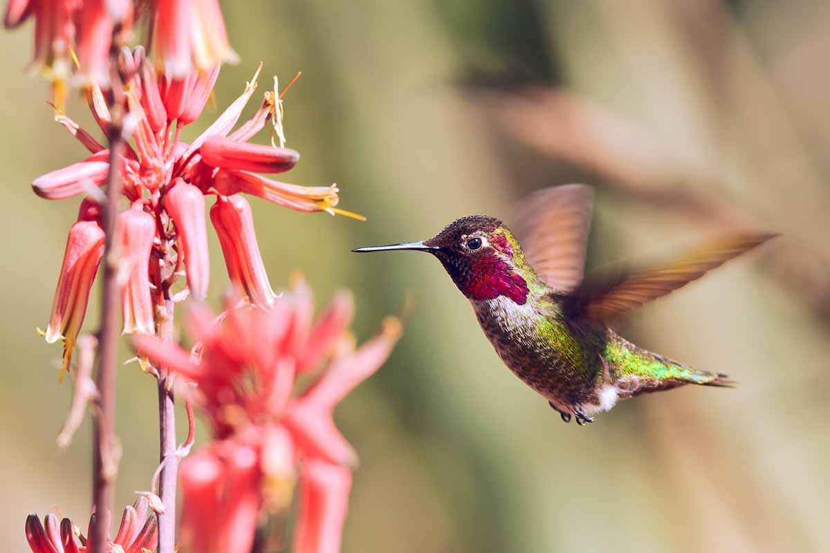 A close up horizontal image of a hummingbird hovering by red aloe flowers pictured on a soft focus background.