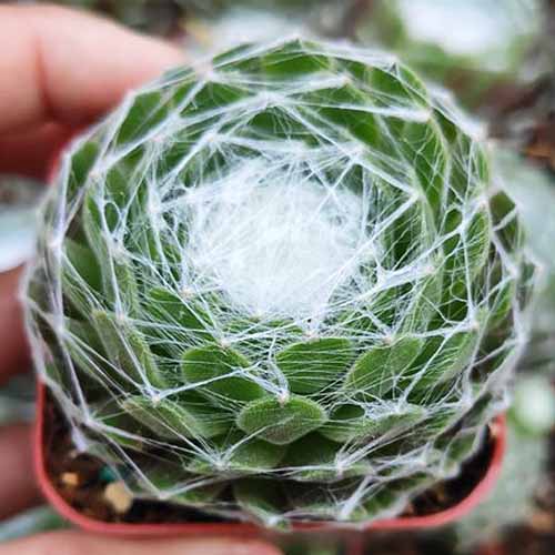 A close up of a spiderweb succulent 'Hurricane' growing in a small pot.