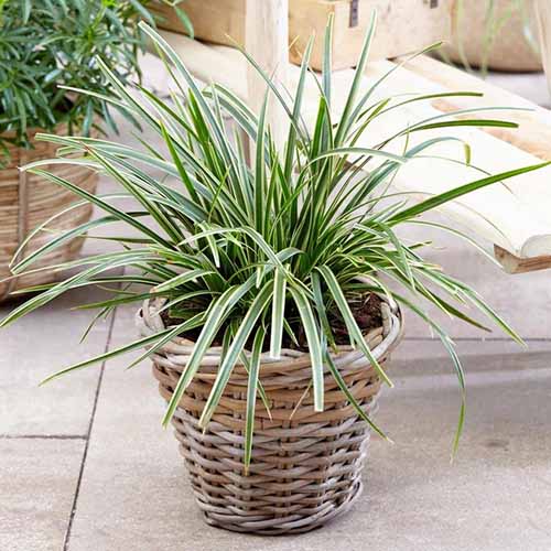 A close up square picture of a potted 'Ice Dance' sedge plant in a wicker basket set on a stone floor.