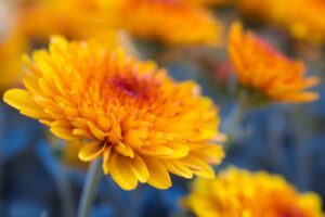 A close up horizontal image of orange chrysanthemums growing in the garden pictured on a soft focus background.