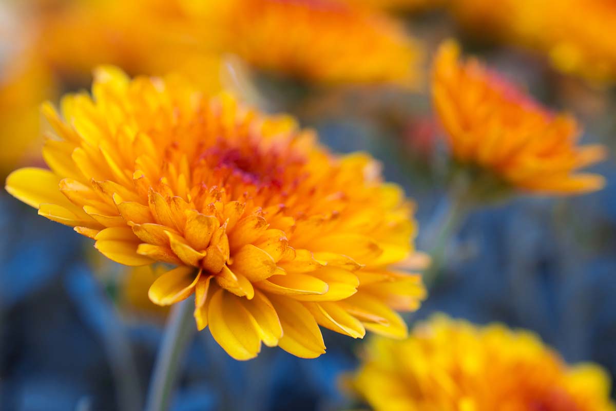 A close up horizontal image of orange chrysanthemums growing in the garden pictured on a soft focus background.