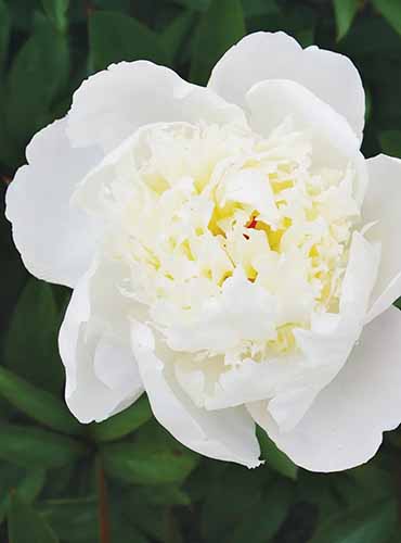 A close up of a white Paeonia lactiflora 'Immaculee' flower pictured on a soft focus background.