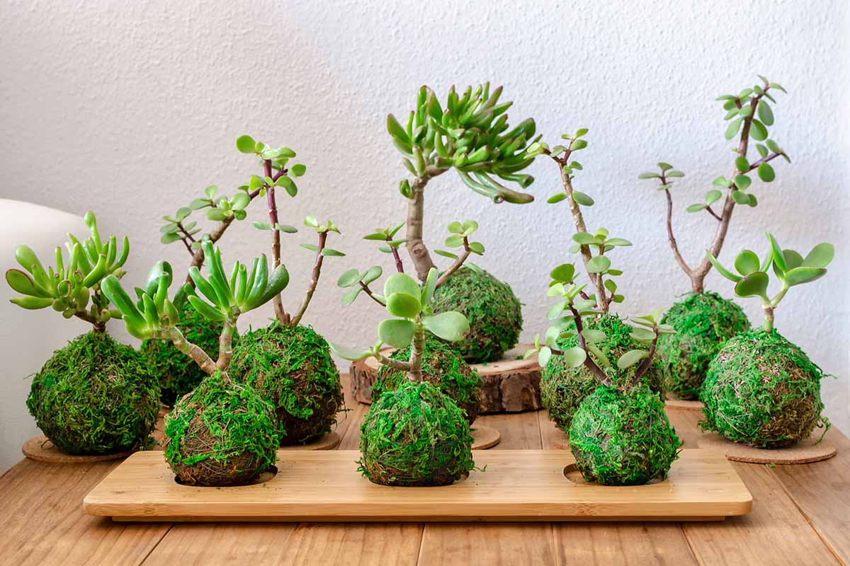 A close up horizontal image of a collection of kokedama succulent plants.