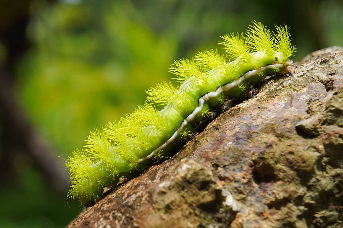 A close up horizontal image of a light green, fuzzy io moth caterpillar moving along a stem pictured on a soft focus background.