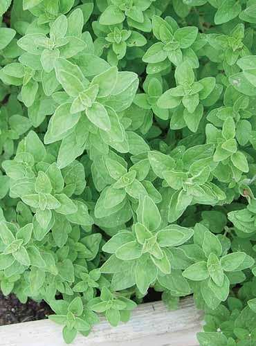 A close up of Italian oregano growing in a raised bed herb garden.