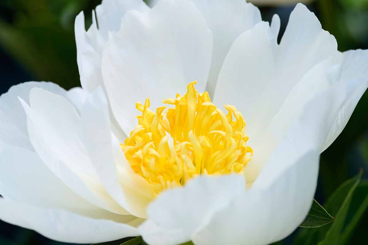 A close up horizontal image of a 'Jan van Leeuwen' white peony flower pictured on a soft focus background.