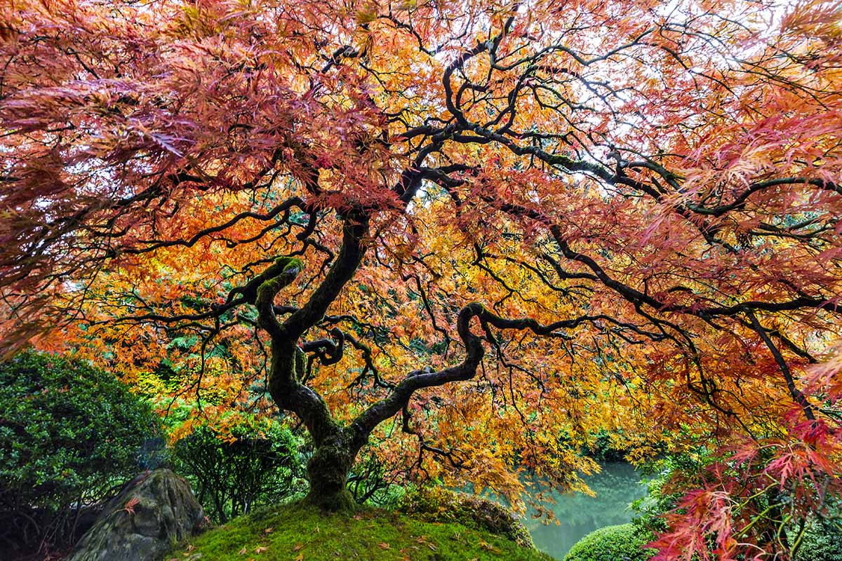 A close up horizontal image of a Japanese maple tree growing in a formal garden.