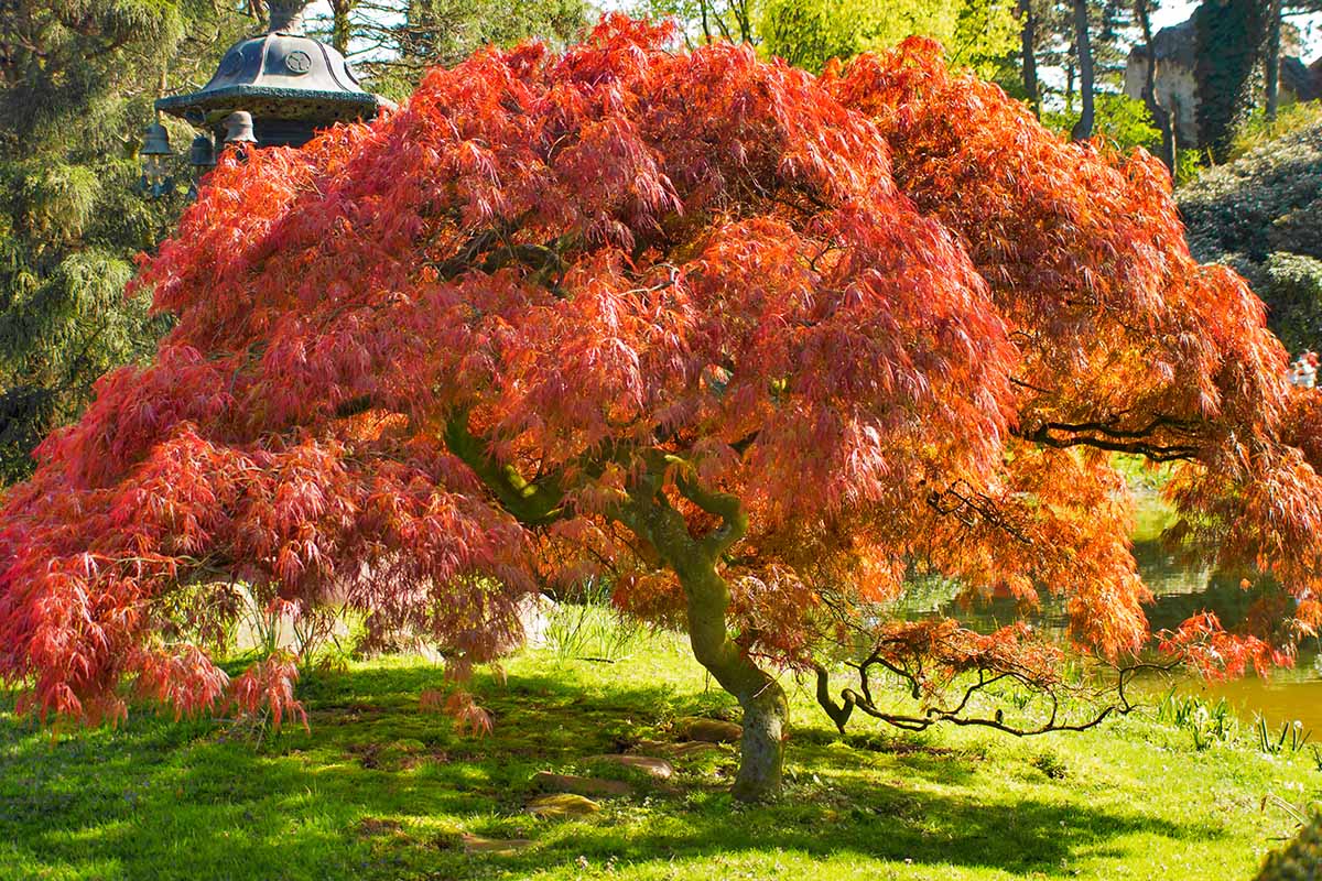 A close up horizontal image of a Japanese maple tree growing in the garden pictured in light sunshine.