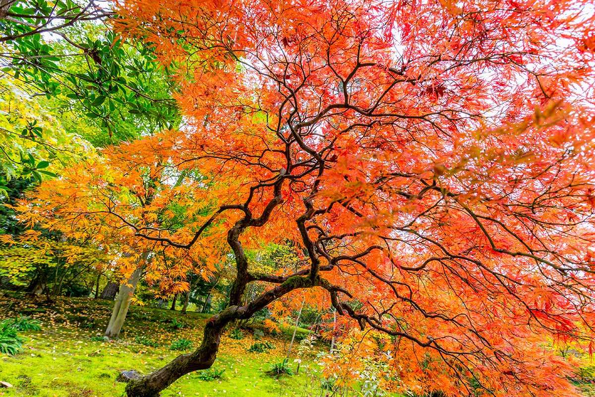 A close up horizontal image of a Japanese maple tree growing in the garden.
