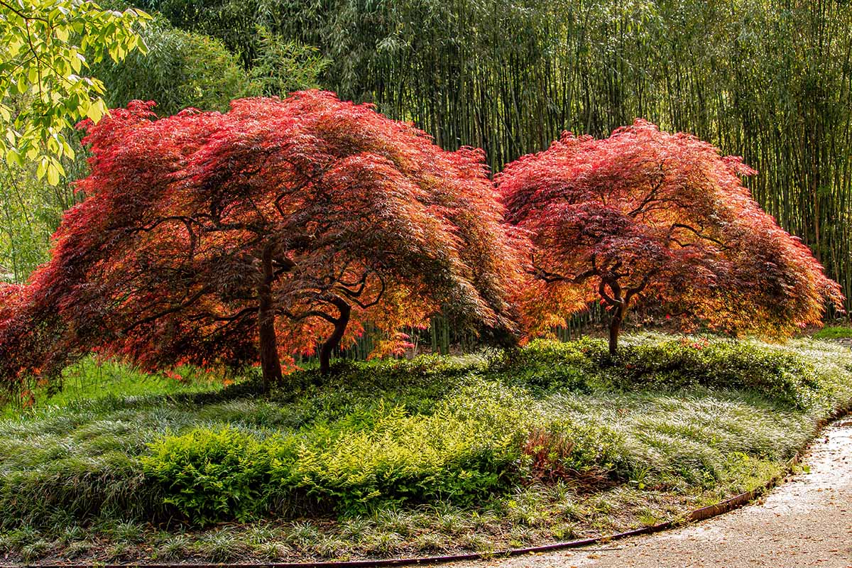 A horizontal image of two Japanese maple trees with bamboo in the background.