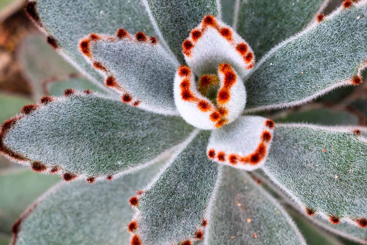 A close up horizontal image of the fuzzy blue-green foliage with brown edges of the Kalanchoe tomentosa aka panda plant.