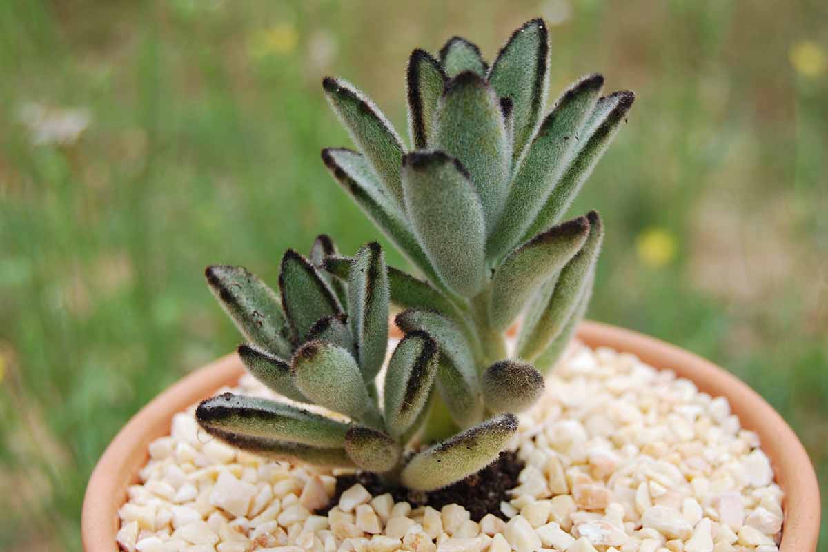 A close up horizontal image of a Kalanchoe tomentosa succulent growing in a terra cotta pot pictured on a soft focus background.