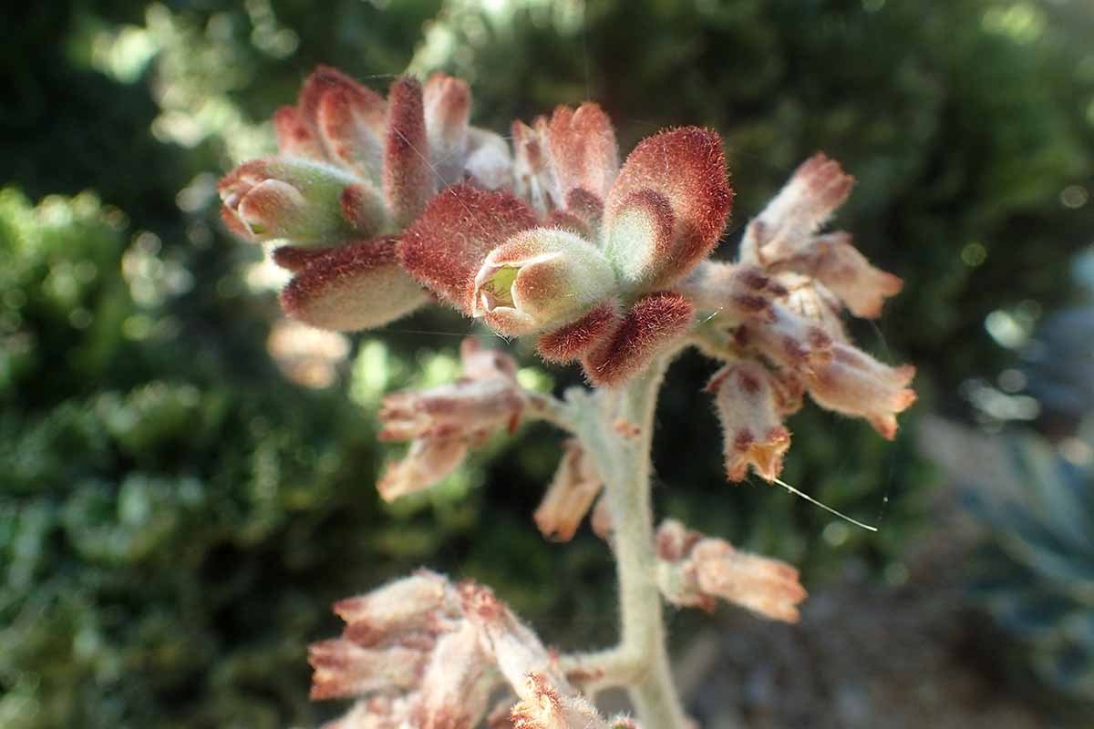 A close up horizontal image of a panda plant (Kalanchoe tomentosa) in bloom, growing outside.