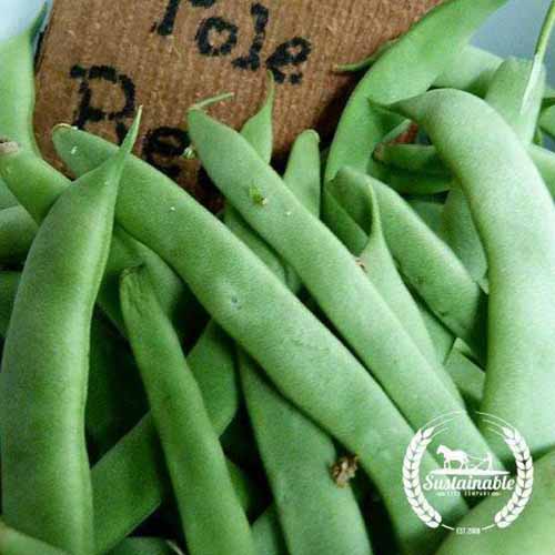 A close up square image of 'Kentucky Wonder' pole beans set on a wooden surface. To the bottom right of the frame is a white circular logo with text.