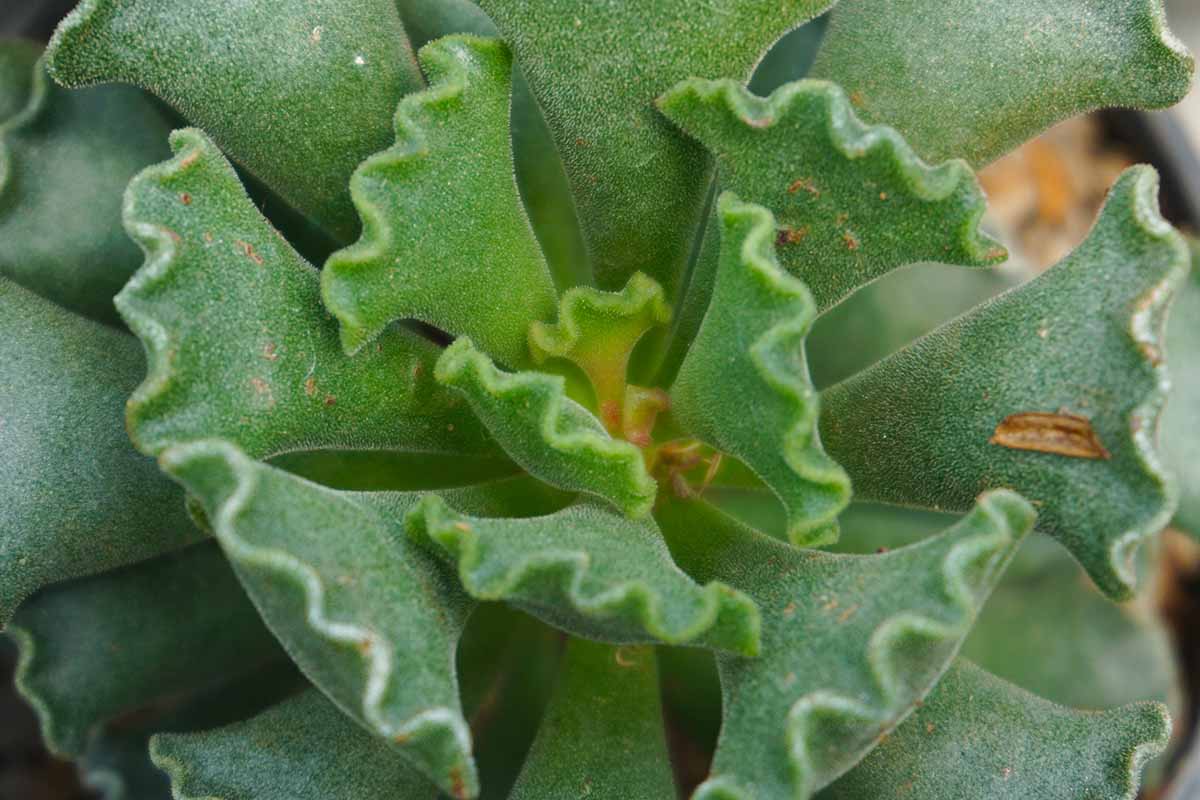 A close up top down image of the foliage of Adromischus cristatus, a succulent commonly known as key lime pie plant.