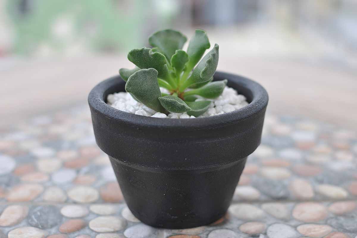 A close up horizontal image of a small Adromischus cristatus succulent growing in a black pot set on a stone surface.