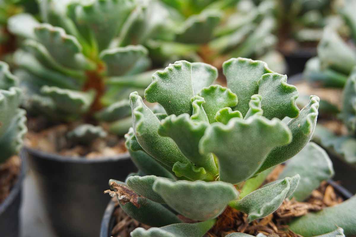 A close up horizontal image of Adromischus cristatus succulents growing in small containers.
