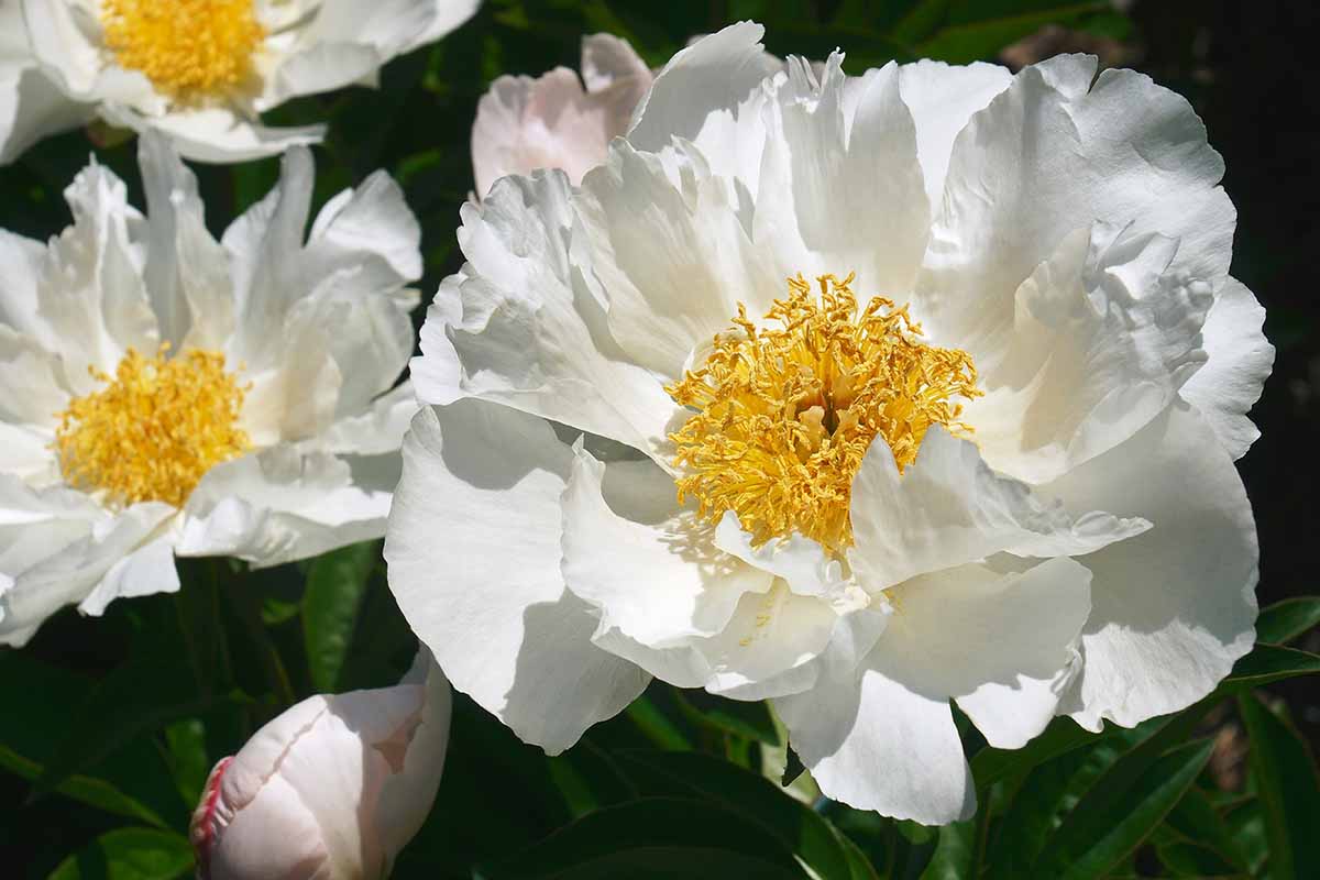 A close up of 'Krinkled White' peonies pictured in bright sunshine.