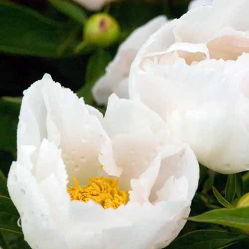 A close up square image of Paeonia lactiflora 'Krinkled White' flowers pictured on a soft focus background.