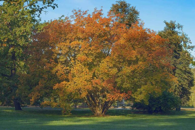 Large Amur Maple Growing In A Park 768x512 